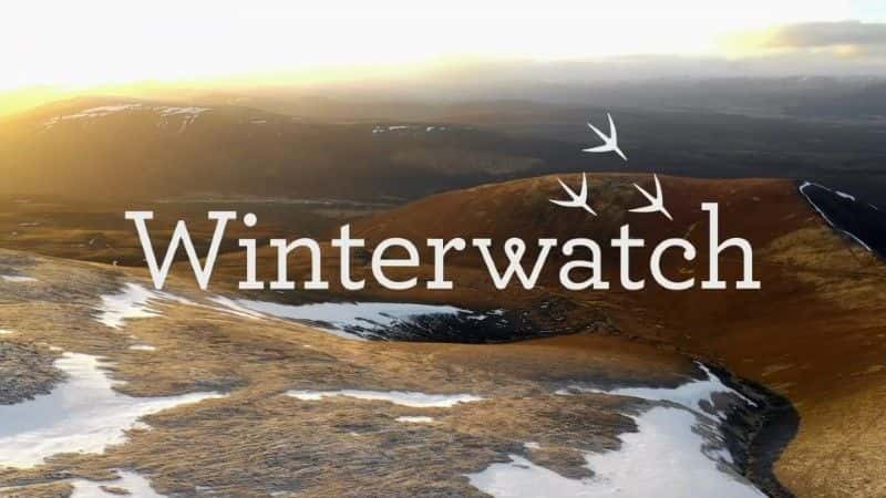 ¼Ƭ2020궬۲/Winterwatch 2020-Ļ