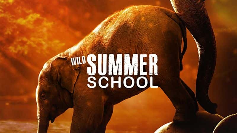 ¼ƬҰѧУ/Wild Summer School-Ļ