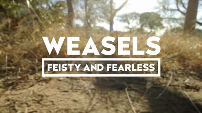 ¼Ƭǣη/Weasels: Feisty and Fearless-Ļ