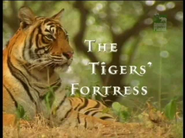 ¼Ƭϻ/The Tigers' Fortress-Ļ