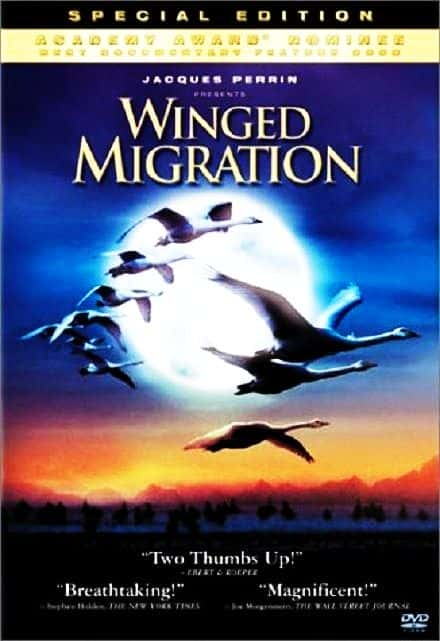 ¼ƬǨ/Winged Migration-Ļ