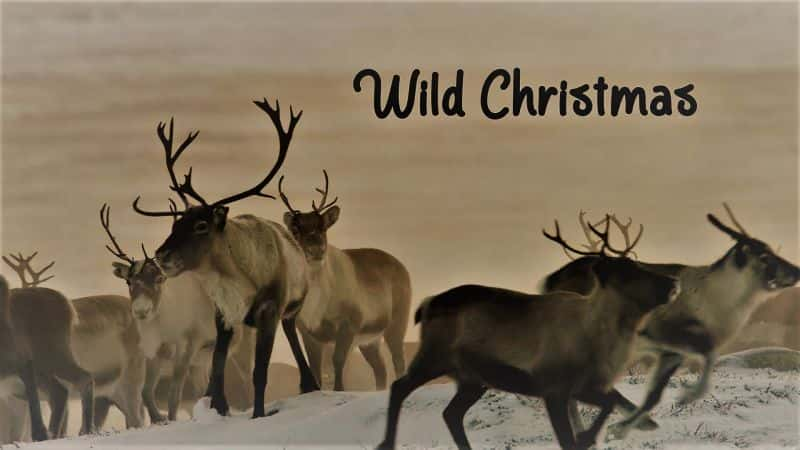 ¼ƬҰʥ/Wild Christmas-Ļ