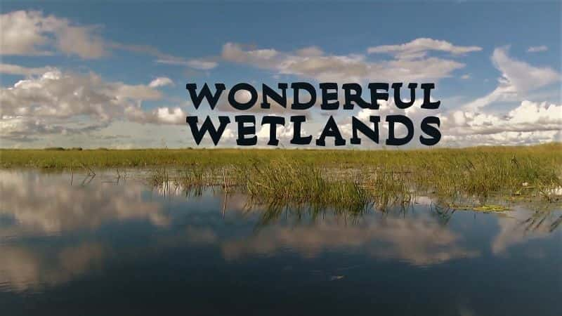 ¼Ƭʪ/Wonderful Wetlands-Ļ