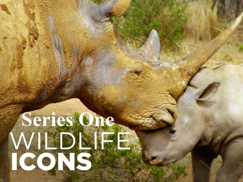 ¼ƬҰ־ϵ1/Wildlife Icons: Series 1-Ļ