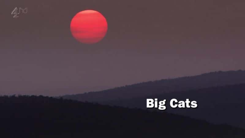 ¼Ƭè/Big Cats-Ļ