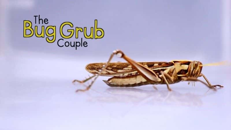 ¼Ƭʳ/The Bug Grub Couple-Ļ