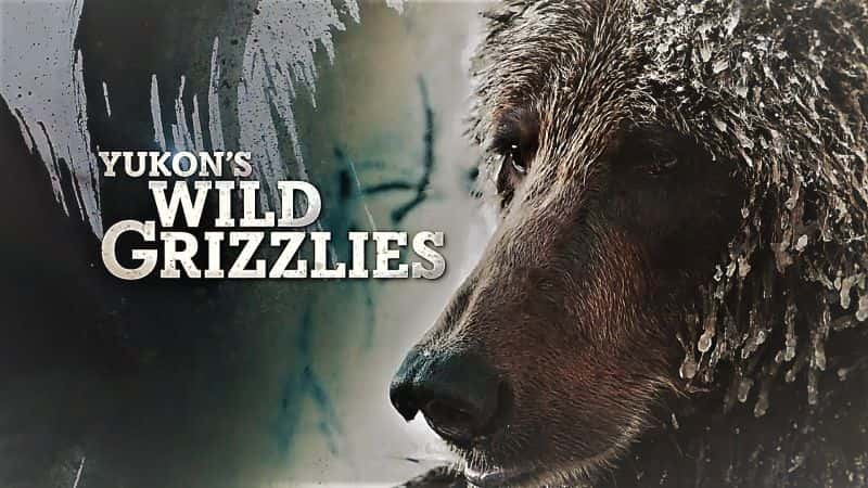 ¼ƬգҰ/Yukons: Wild Grizzlies-Ļ