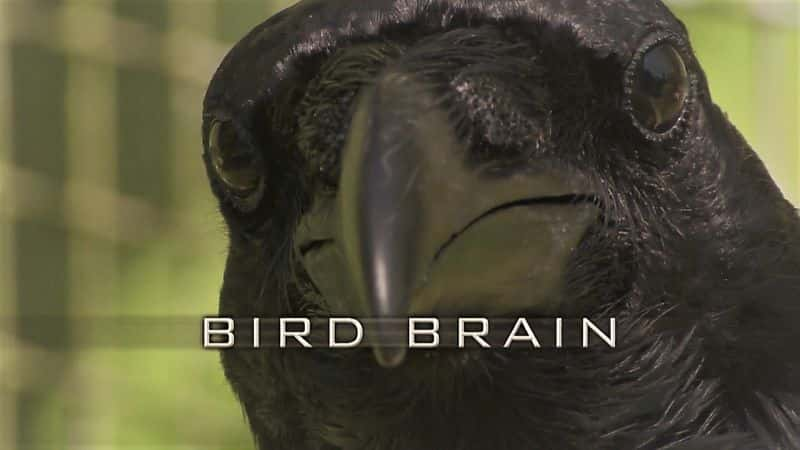 ¼Ƭ/Bird Brain-Ļ