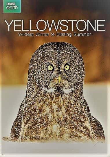 ¼ƬʯӺĵҰ֮/Yellowstone: Wildest Winter to Blazing Summer-Ļ