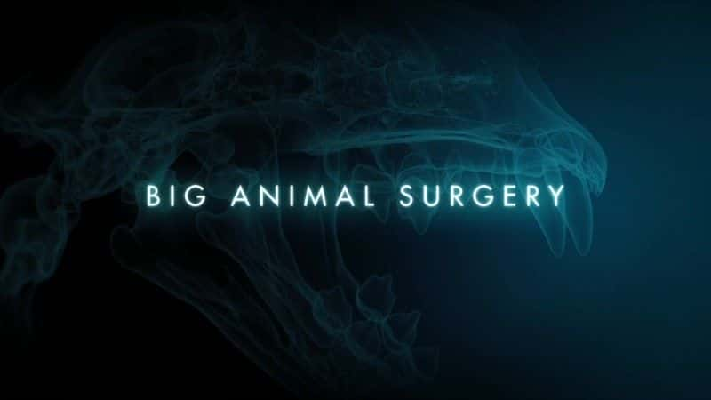 ¼Ƭ/Big Animal Surgery-Ļ