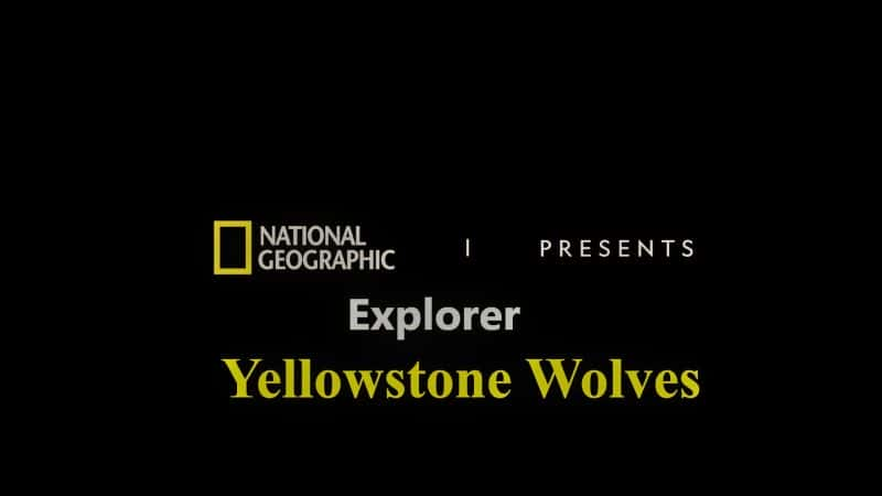 ¼Ƭʯ/Yellowstone Wolves-Ļ