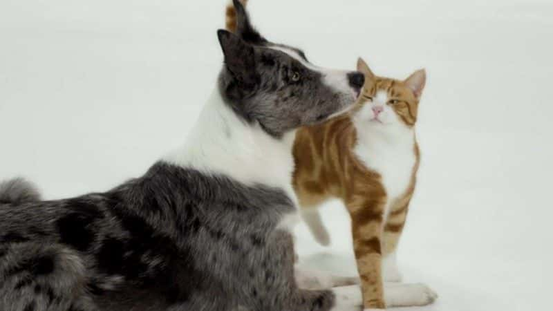 ¼Ƭѱè͹/How We Tamed the Cat and Dog-Ļ