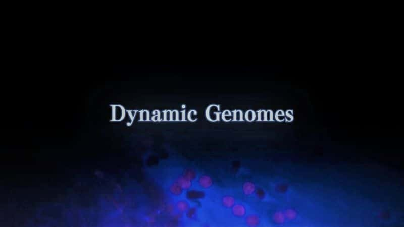 ¼Ƭ̬飺ϵ1/Dynamic Genomes: Series 1-Ļ