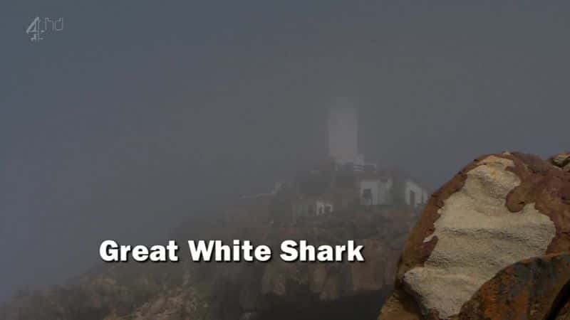 ¼ƬͰ/Great White Shark-Ļ