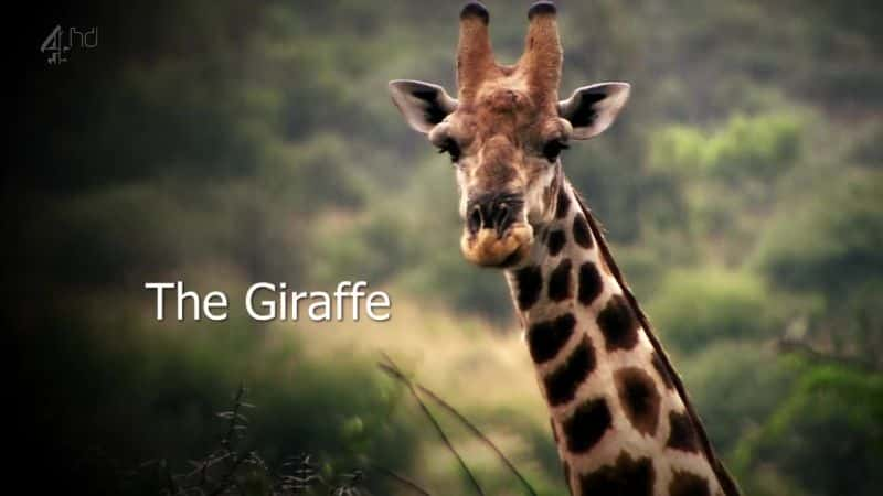 ¼Ƭ¹/Giraffe-Ļ