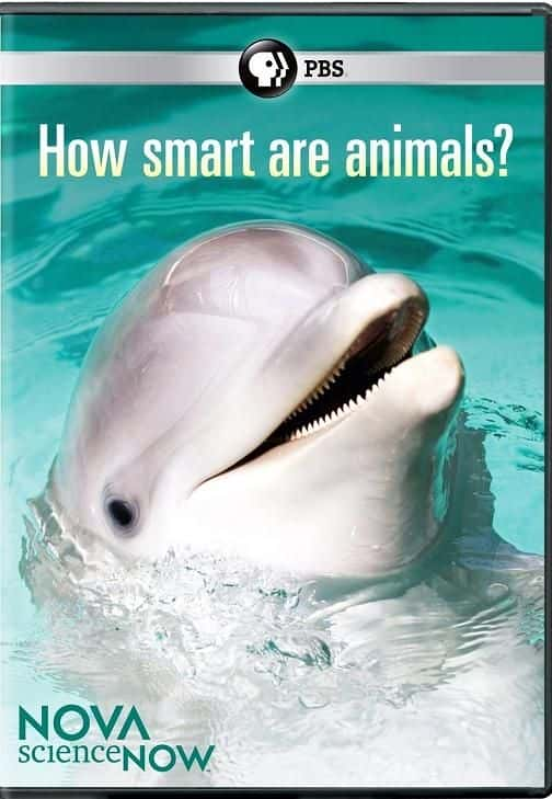 ¼Ƭж/How Smart Are Animals?-Ļ