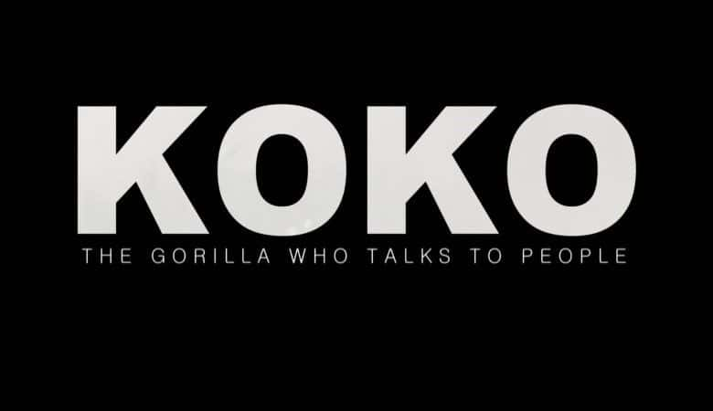 ¼ƬƿƣཻĴ/Koko: The Gorilla who Talks to People-Ļ