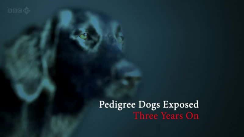 ¼ƬʾȮ/Pedigree Dogs Exposed: Three Years On-Ļ