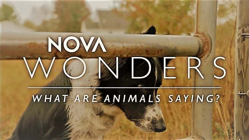 ¼ƬNova漣11֣˵ʲô/Nova Wonders Series 1 Part 1: What are Animals Saying?-Ļ