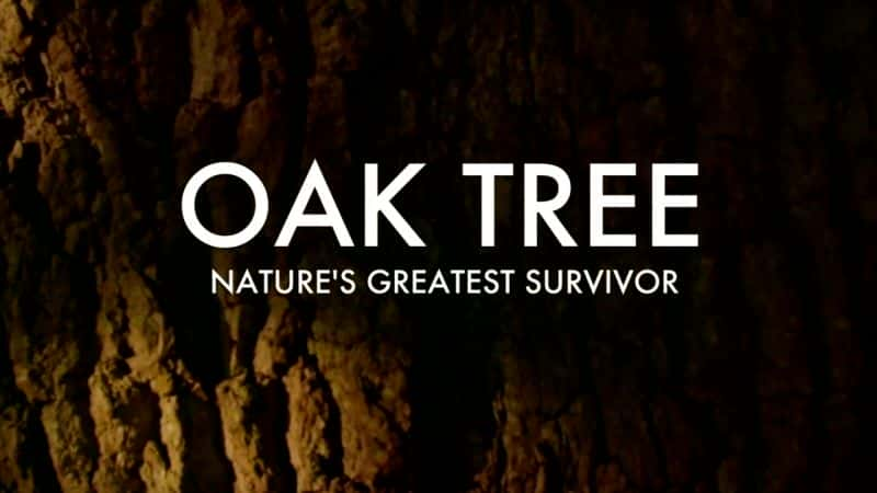 ¼ƬȻΰҴ/Oak Tree: Nature's Greatest Survivor-Ļ