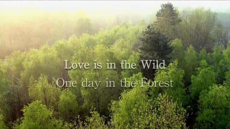 ¼ƬڻҰ/Love is in the Wild-Ļ