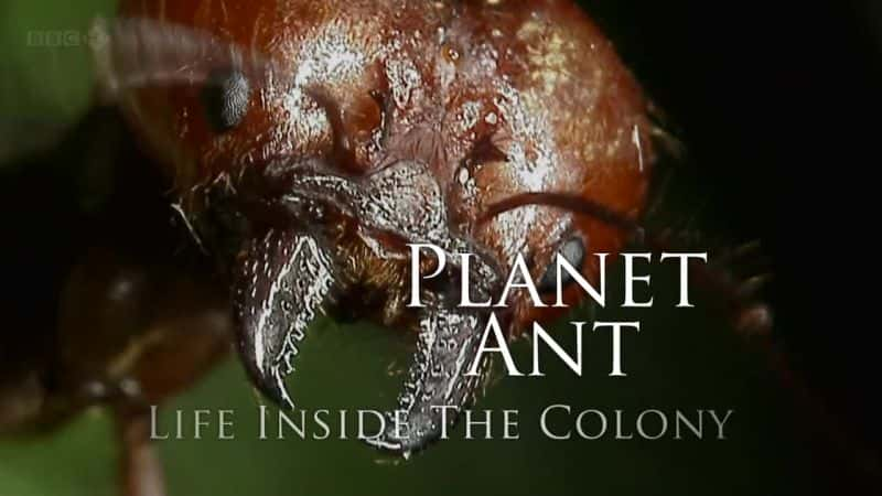 ¼ƬѨڵ/Planet Ant: Life Inside the Colony-Ļ