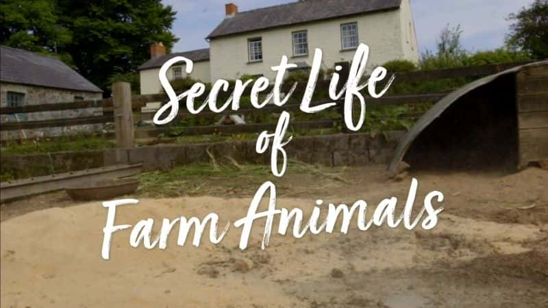 ¼Ƭũ/Secret Life of Farm Animals-Ļ