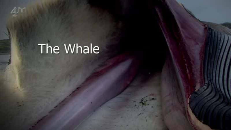 ¼Ƭ/The Whale-Ļ