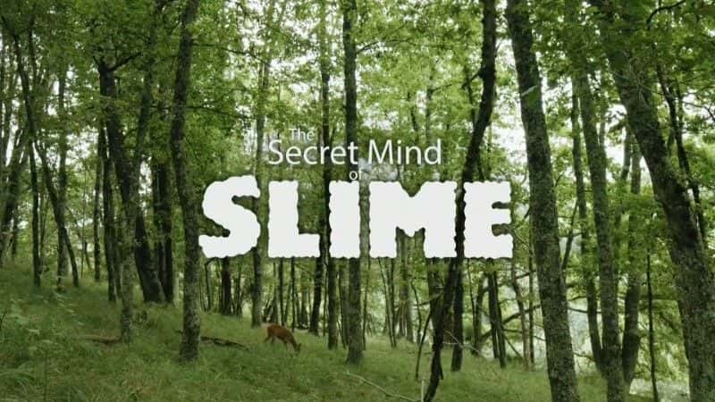 ¼Ƭ˼ά/Secret Mind of Slime-Ļ