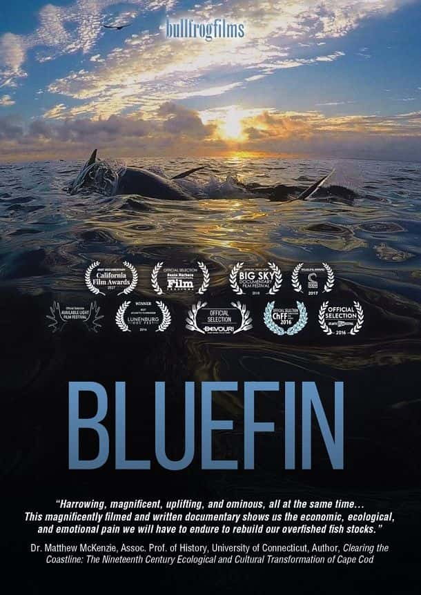 ¼Ƭǹ/Bluefin-Ļ