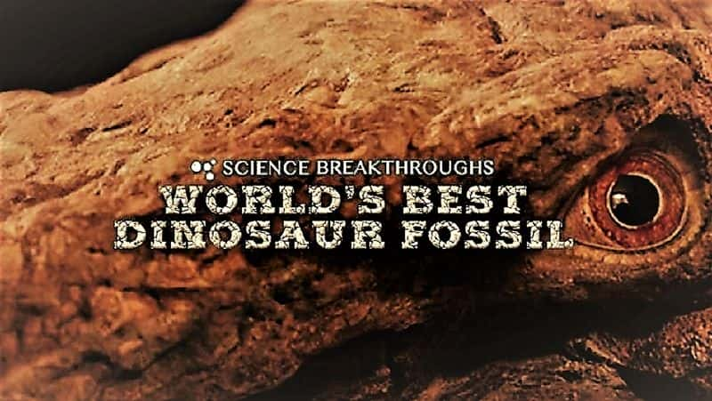 ¼ƬõĿʯ/Worlds Best Dinosaur Fossil-Ļ