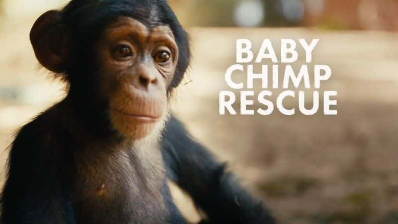 ¼ƬԮС/Baby Chimp Rescue-Ļ