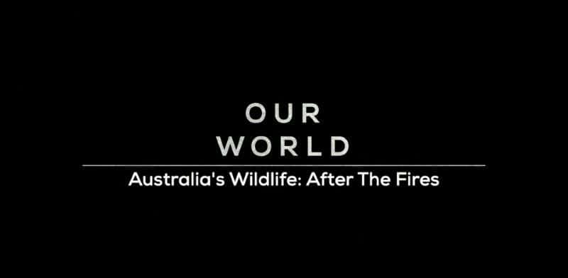 ¼ƬĴǵҰֺ/Australia's Wildlife: After the Fires-Ļ