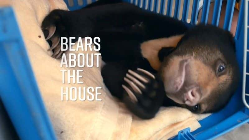 ¼Ƭڷ/Bears about the House-Ļ