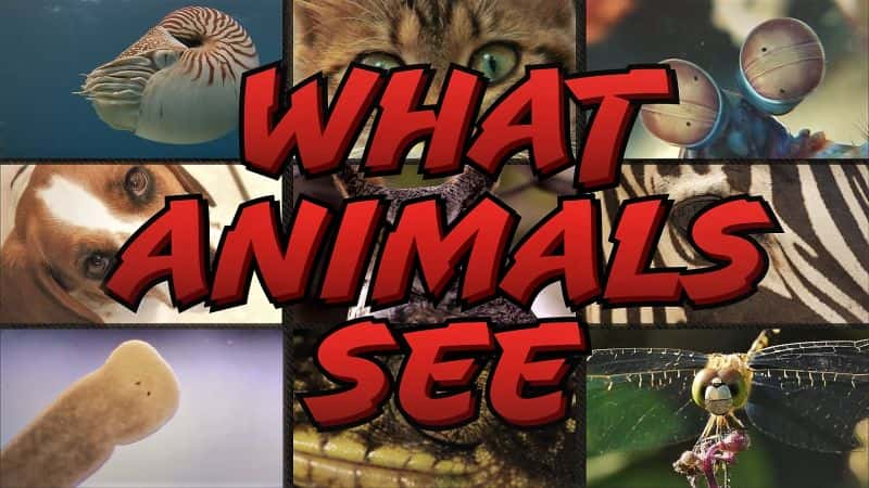 ¼Ƭ￴ʲô/What Animals See-Ļ