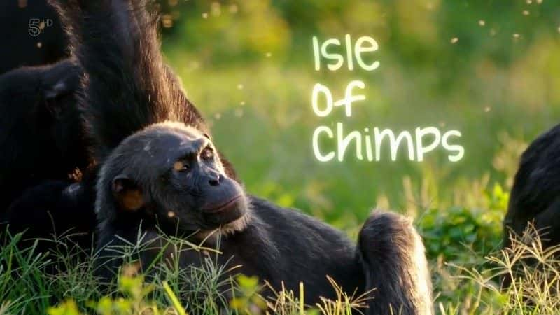 ¼Ƭɵ/Chimp Island-Ļ