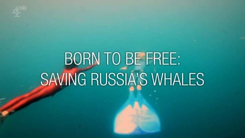 ¼Ƭɣȶ˹ľ/Born to be Free: Saving Russia's Whales-Ļ