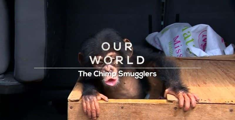 ¼Ƭ˽/The Chimp Smugglers-Ļ