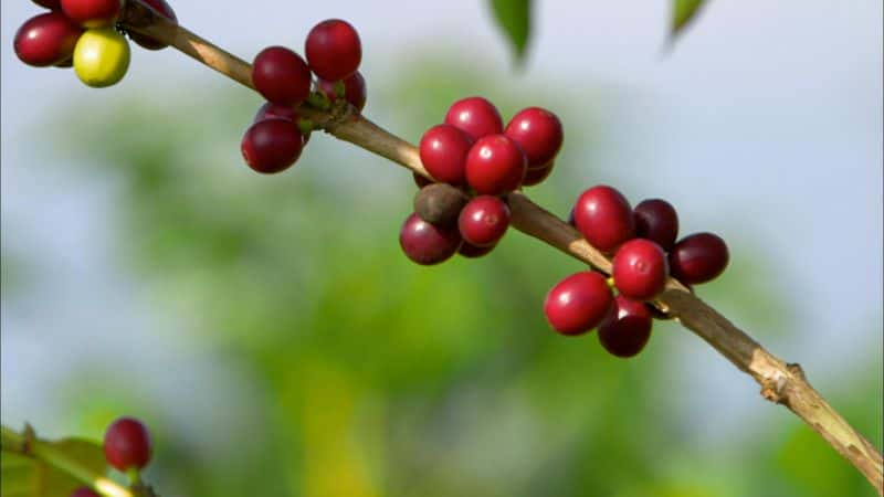 ¼ƬıϿ/Coffee the Drink that Changed America-Ļ