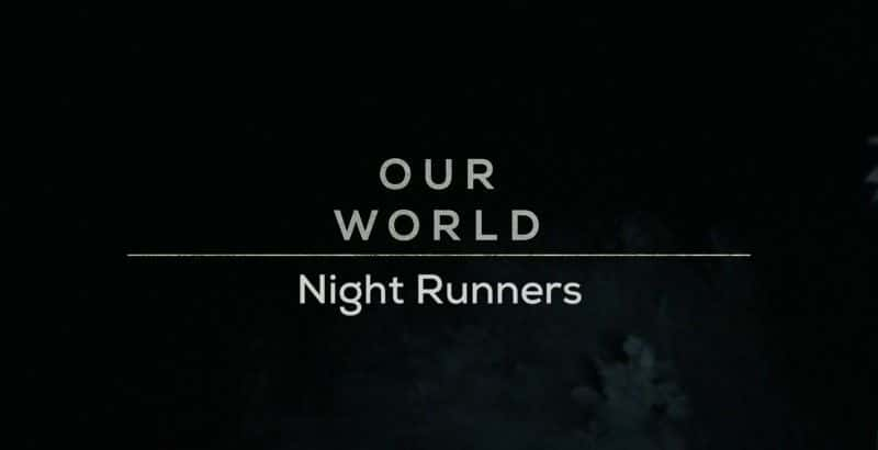 ¼Ƭǵҹ/Kenya's Night Runners-Ļ