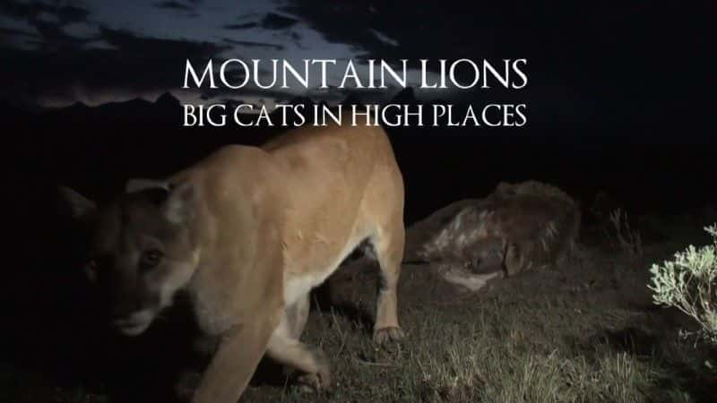 ¼ƬɽʨߴĴè/Mountain Lions: Big Cats in High Places-Ļ