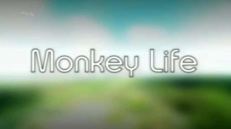 ¼Ƭϵ1/Monkey Life Series 1-Ļ