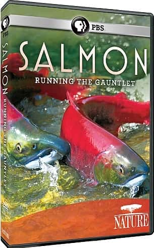 ¼Ƭ㣺/Salmon: Running the Gauntlet-Ļ