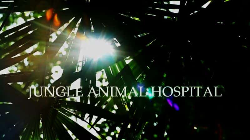 ¼ƬֶҽԺ/Jungle Animal Hospital-Ļ