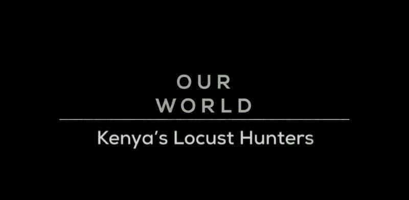 ¼ƬǵĻȳ/Kenya's Locust Hunters-Ļ