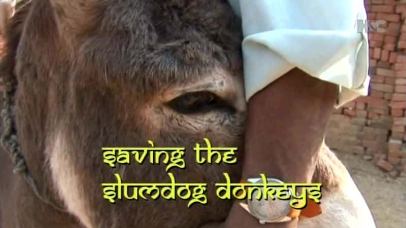 ¼Ƭƶߵ¿/Saving the Slumdog Donkeys-Ļ