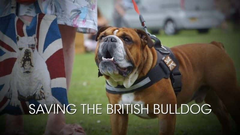 ¼ƬӢţȮ/Saving the British Bulldog-Ļ