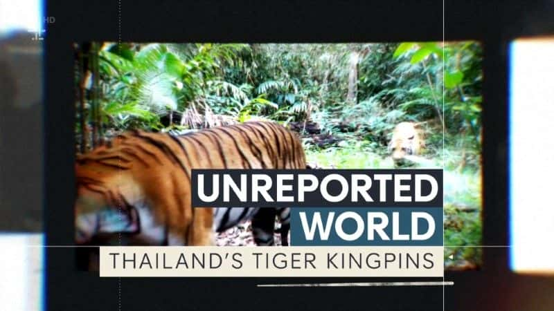 ¼Ƭ̩ϻ/Thailand's Tiger Kingpins-Ļ