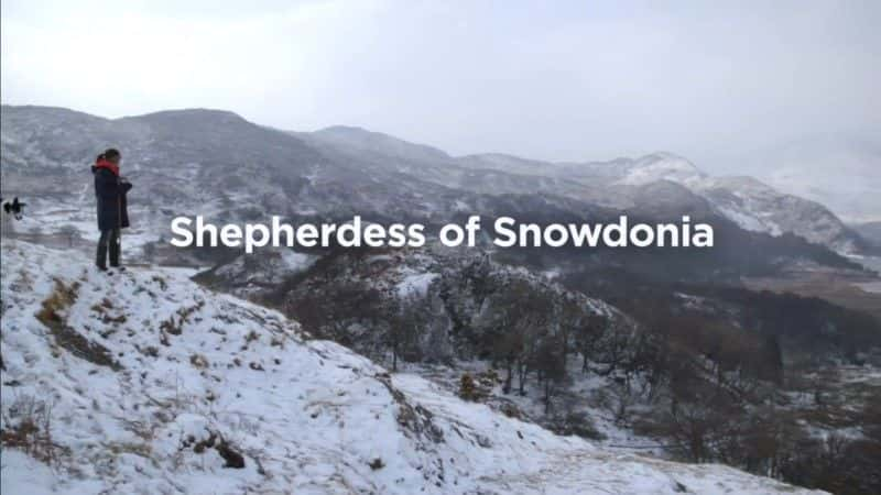 ¼ƬѩǵŮ/Shepherdess of Snowdonia-Ļ