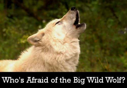 ¼Ƭ˭´Ұ/Whos Afraid of the Big Wild Wolf-Ļ